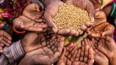 فقه المجاعة