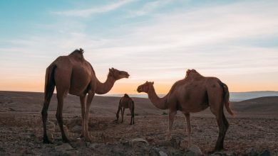 الخلوة بين الزوجة وحماها