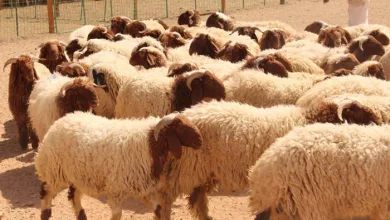 أحكام وشروط الأضحية - تجميد لحوم الأضاحي والتوكيل فيها وإرسالها إلى غزة